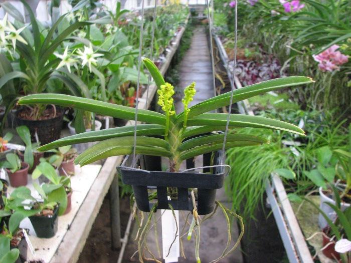 Ascocentrum miniatum.JPG