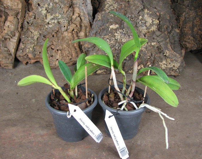 Cattleya Jungle Eyes 'ORCHIS'.JPG