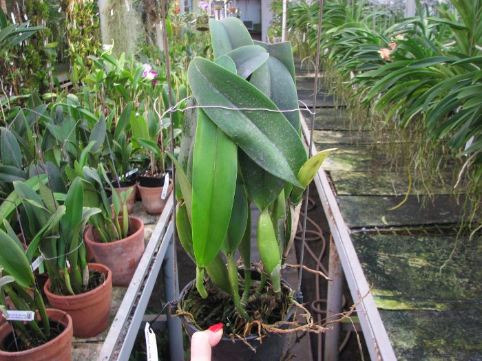 Brassolaeliocattleya Chia Lin 'New City' (Oconee x Maitland).JPG