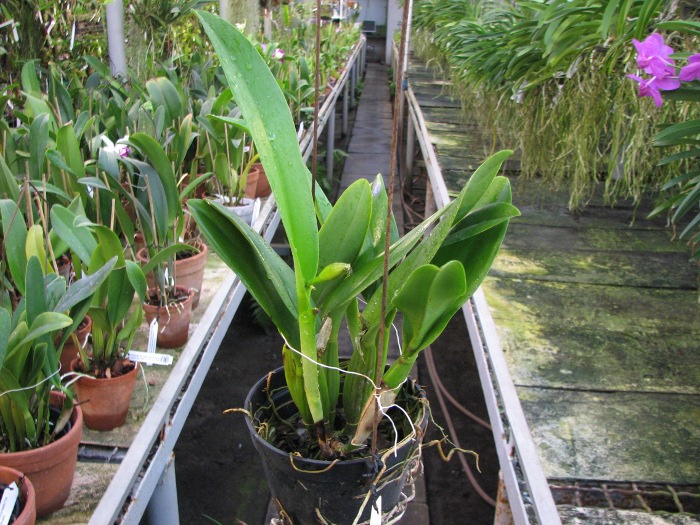 Laeliocattleya Chan Hsiu Jewel 'San Mei' (Cattleya Moscombe x Laeliocattleya Wayndora).JPG