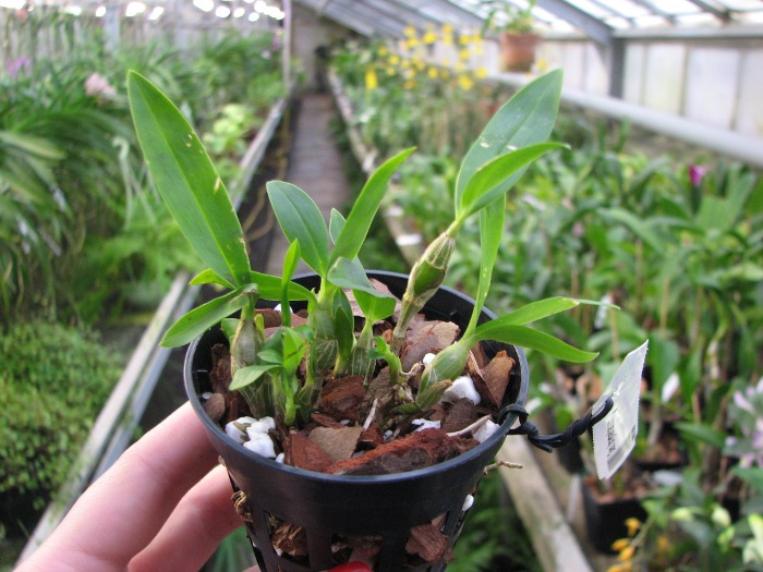 Dendrobium brymerianum.JPG