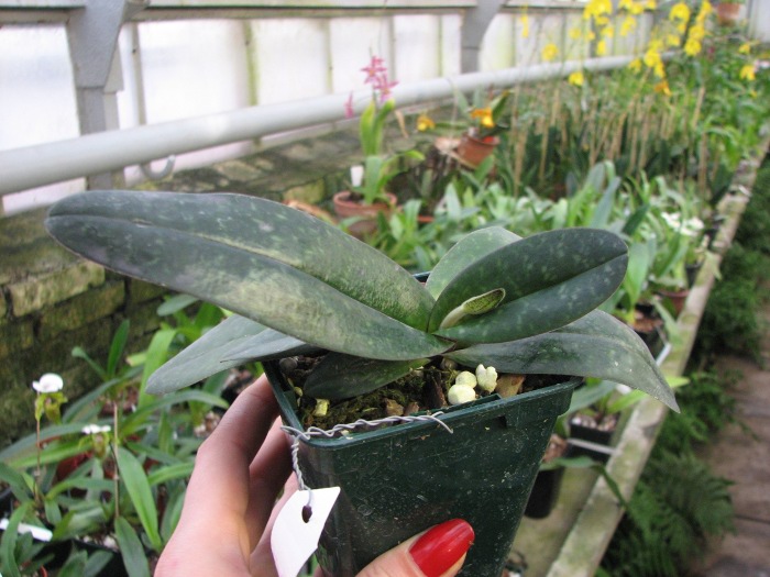 Paphiopedilum niveum.JPG