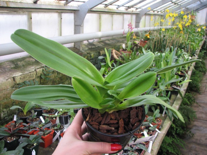 Paphiopedilum Sorcerer's Stone.JPG