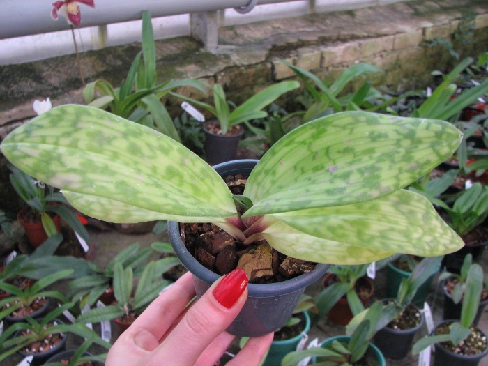 Paphiopedilum Hsinying Macasar x Hsinying Web.JPG