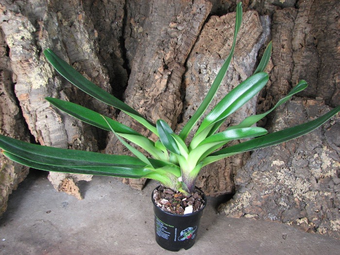 Paphiopedilum Lippewunder hybrid.JPG