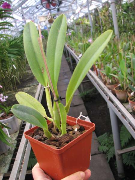 Cattleya dowiana x SELF.jpg