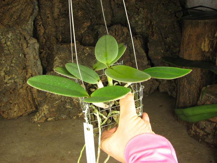 Cattleya schilleriana 'Cleber Munhol' x Cattleya schilleriana 'Pedra do Vento'.jpg