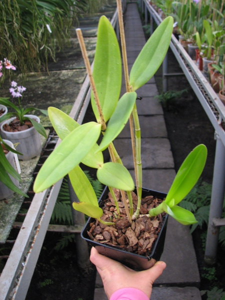 Cattleya harrisoniana clara 'Formosinha' x Cattleya harrisoniana escura 'Cheung's Delight'.jpg