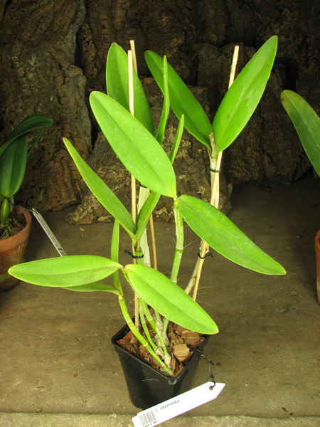 Cattleya intermedia.jpg