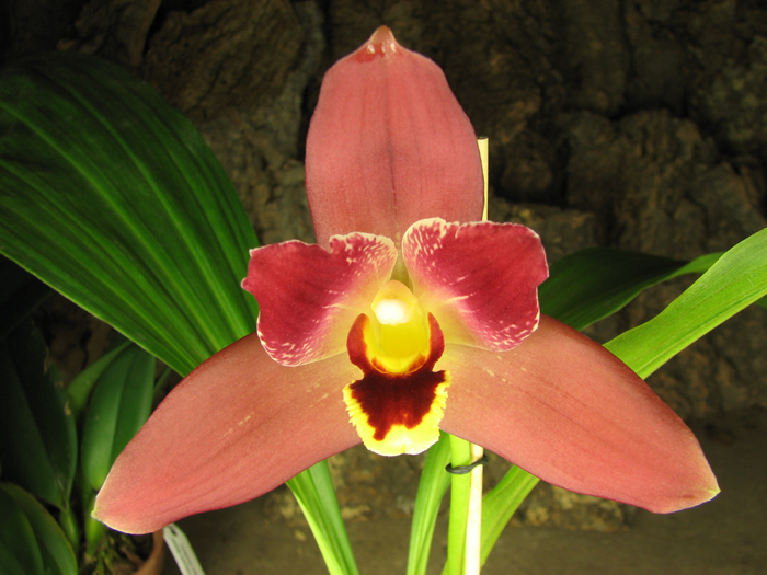 Angulocaste Red Jewel.jpg