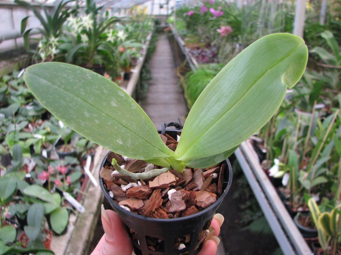 Phalaenopsis Orchid World.JPG