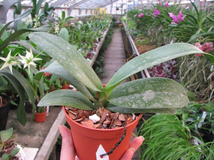 Doritaenopsis Taisuco Micky.JPG
