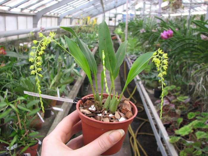 Dendrochilum uncatum.JPG
