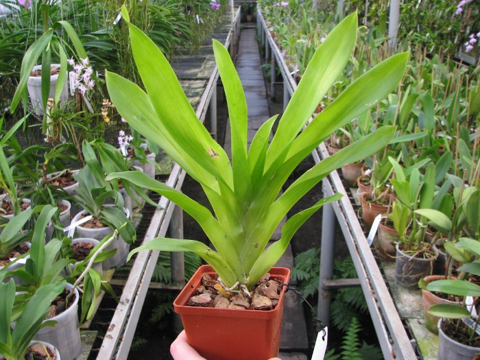 Huntleya meleagris.JPG