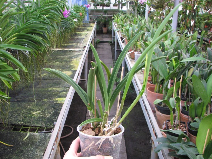 Brassavola Jiminy Cricket 'Superbug' (Brassavola nodosa x Rhyncholaelia digbyana).JPG
