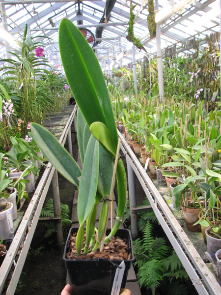 Cattleya labiata alba x Cattleya labiata roxo bispo 'Urbano'.jpg
