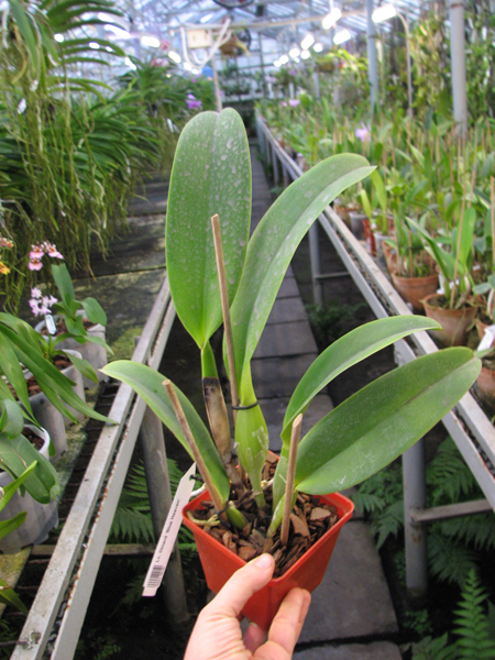 Laeliocattleya Dinard 'Blue Heaven'.jpg