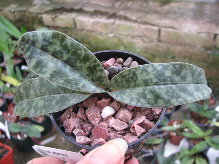 Paphiopedilum vietnamense.JPG