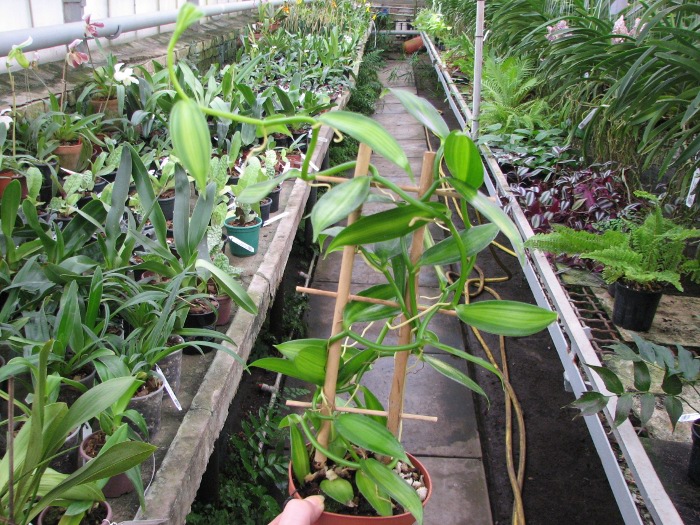 Vanilla planifolia variegata.JPG