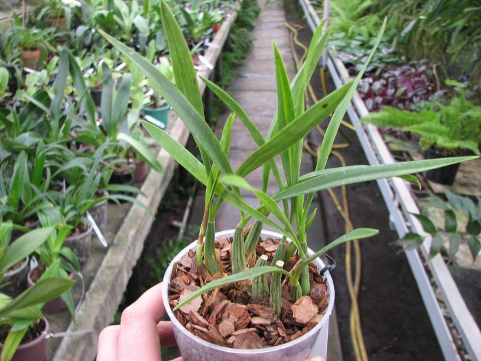 Maxillaria schunkeana.JPG