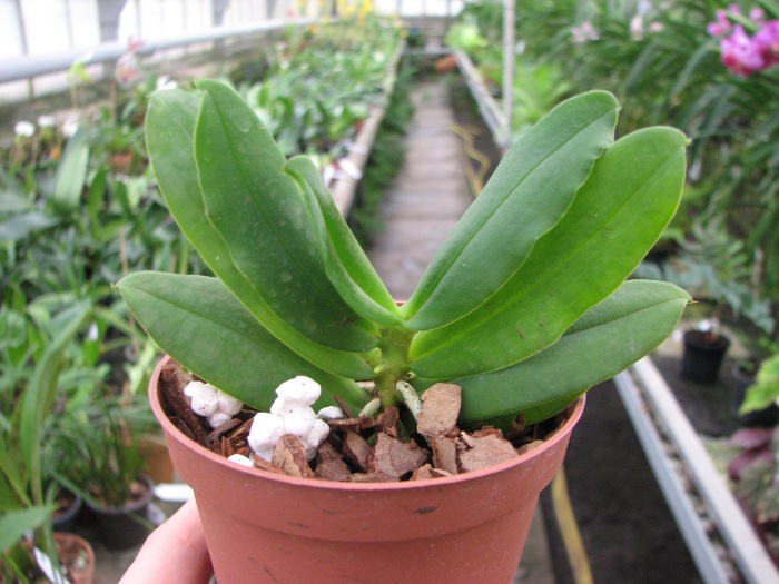 Gastrochilus japonicus.JPG