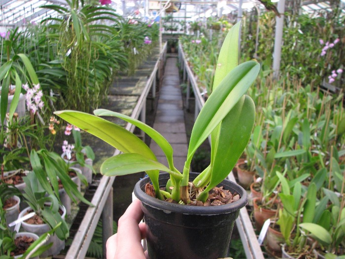 Bulbophyllum antenniferum.JPG