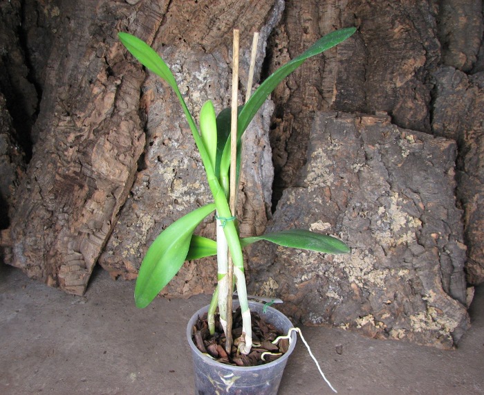 Brassocattleya Angel Lace (Cattleya Little Angel x Brassavola digbyana).JPG