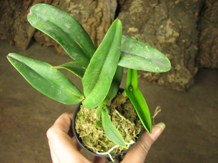 Sophrolaeliocattleya Little Hazel 'M' (Slc. Hazel Boyd x Sl. Psyche).JPG