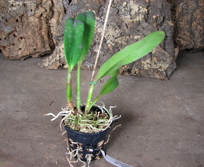 Sophrolaeliocattleya Hawaiian Splash 'Lea' (Payche x Mishima Star).JPG