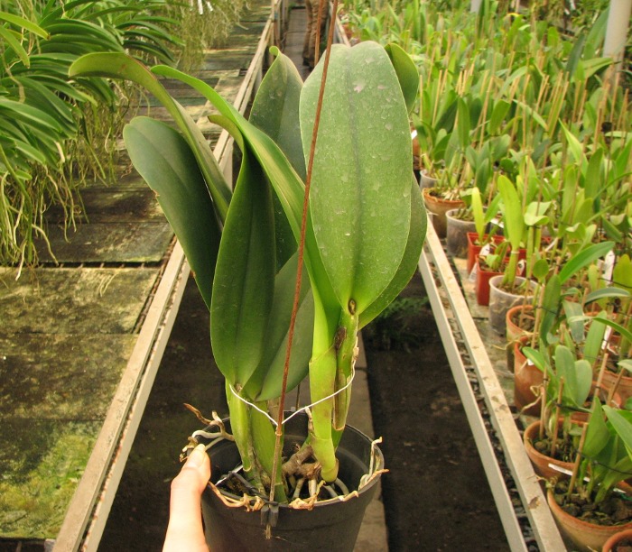 Brassolaeliocattleya Chia Lin 'New City' (Oconee x Maitland).JPG