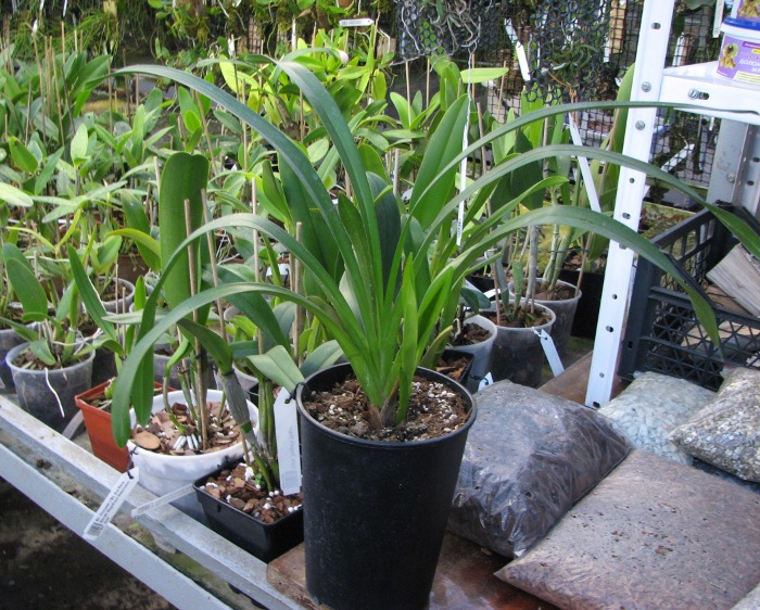 Cymbidium 'Vogel's Magic'.JPG