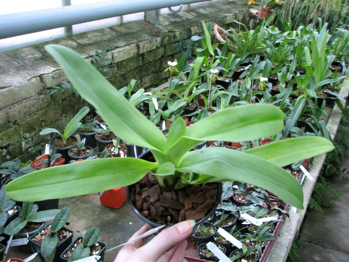 Paphiopedilum Sorcerer's Stone.JPG