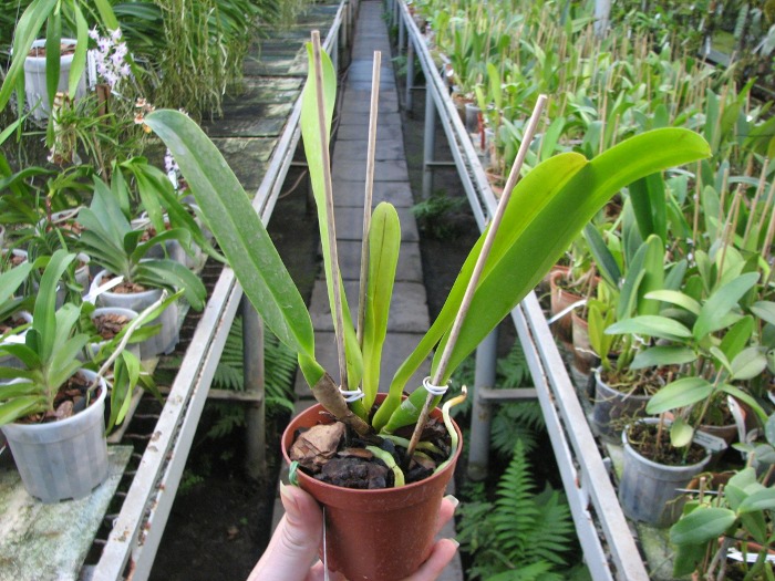 Brassolaeliocattleya Dickie Brooks 'Cole #6' x Brassolaeliocattleya Chia Lin 'Shinsu #1'.JPG