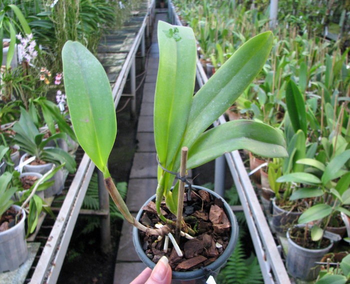 Brassolaeliocattleya Muscadine Wine (Blc. Lake Murray x Blc. Eagle Island).JPG