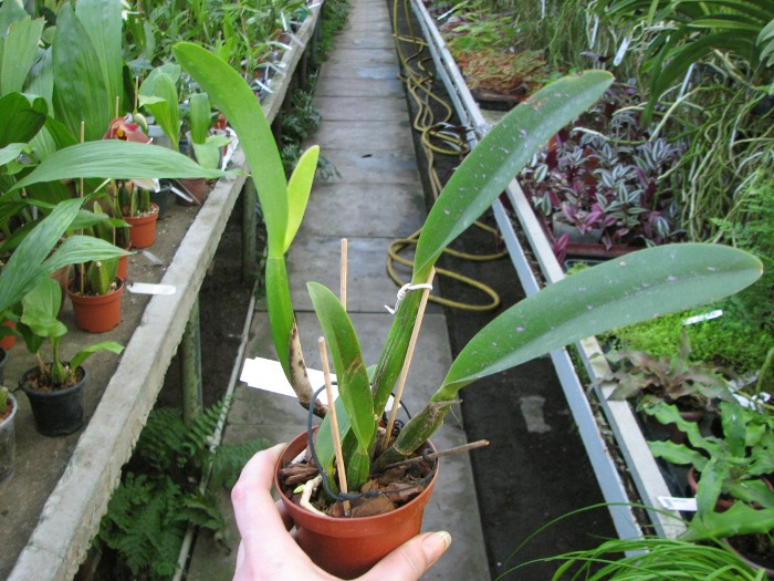 Brassocattleya Chief Pink 'Diana'.JPG
