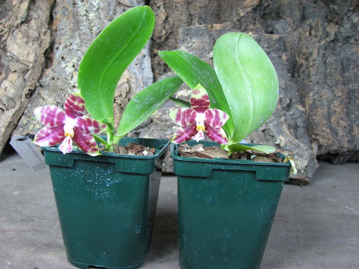 Phalaenopsis (Gelblieber x mariae).JPG