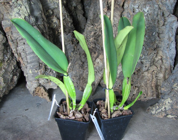 Cattleya labiata concolor ('Serena' x 'Outono').JPG