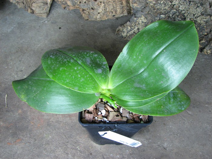 Phalaenopsis bellina.JPG