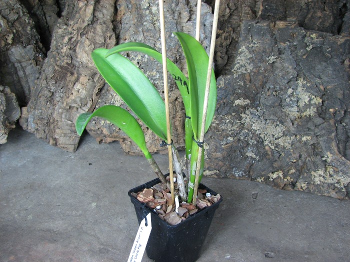 Brassolaeliocattleya Golden 'Green Angel' x Brassavola digbyana 'Uncle Pig'.JPG