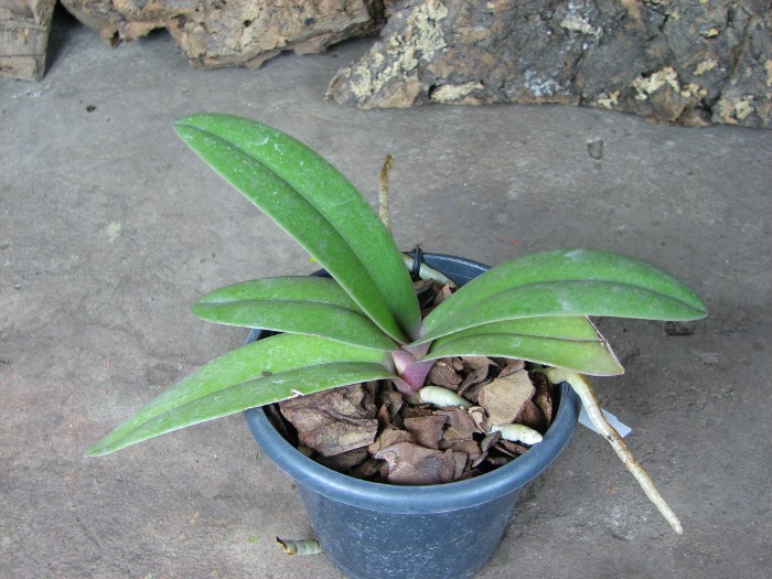 Doritis pulcherrima f. champorensis 'Pink'.JPG