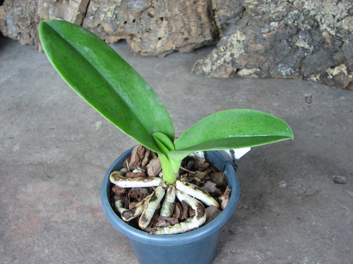 Doritis pulcherrima f. champorensis 'White'.JPG