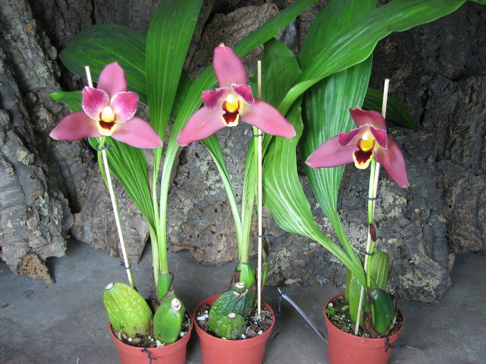 Angulocaste Red Jewel.JPG