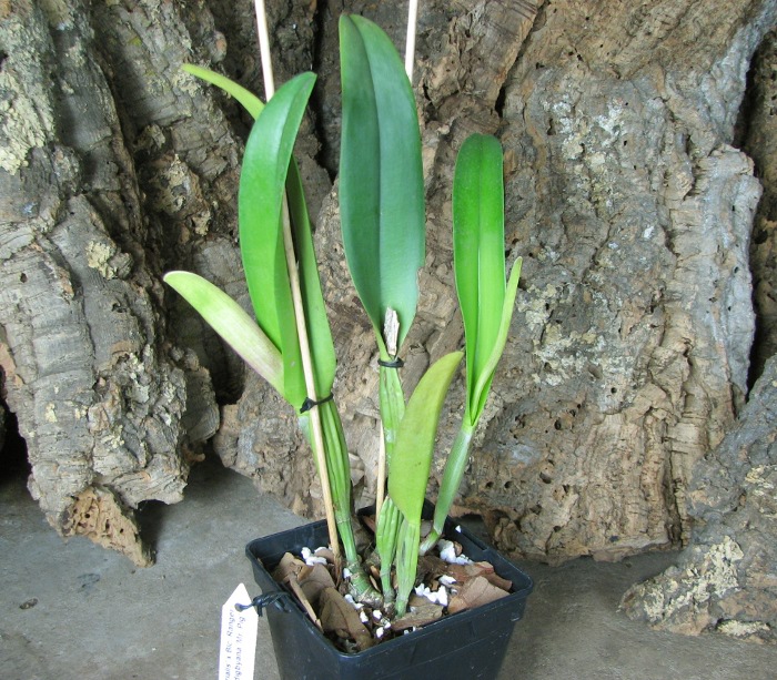 Cattleya Earl 'Imperialis' x Brassolaeliocattleya Ranger Six 'Aok' x Brassavola digbyana 'Mr. Pig'.JPG