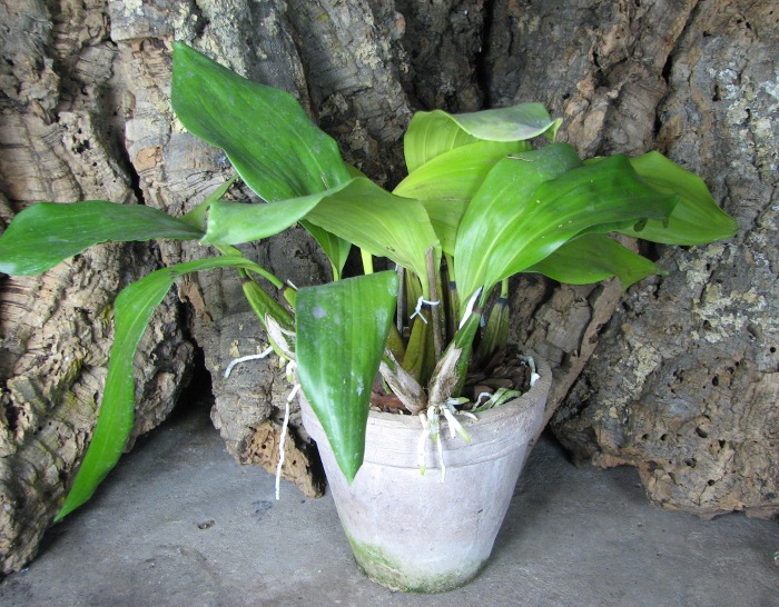 Bifrenaria thyrianthina alba plena.JPG
