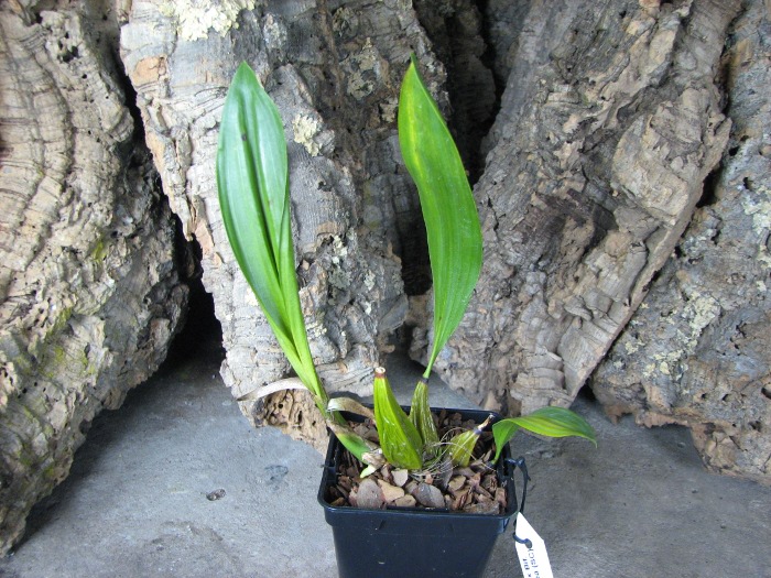 Bifrenaria tyrianthina trilabelo x Bifrenaria tyrianthina escura-flamea (SC).JPG