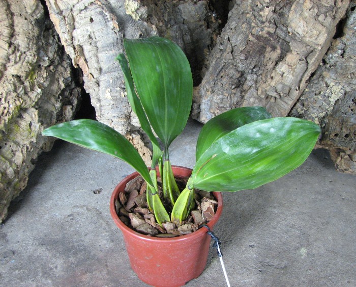 Bifrenaria fuerstenbergiana.JPG