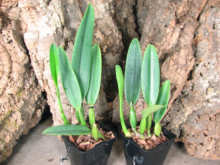 Cattleya percivaliana carnea x SELF.JPG
