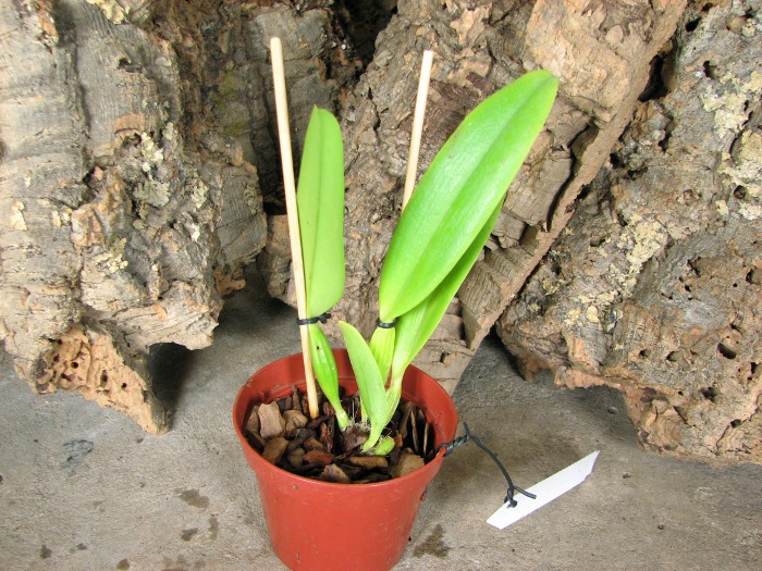 Cattleya mossiae semi alba aquini 'Caribe' x self.JPG