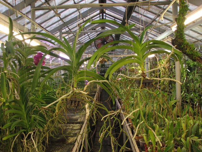 Vanda Vivan x Ascda Kultana Flame.JPG