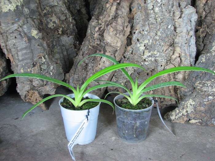 Phragmipedium Memory Dick Clements (besseae x sargentianum).JPG
